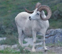 4-Richter - Dall Sheep