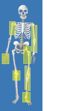 Spine Anatomy (Basics) - Bone Fit™